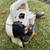 Stihl BG75 leaf blower 5 thumbnail