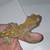 Crested geckos 5 thumbnail