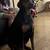 5 year old female doberman. 1 thumbnail