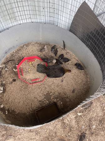 Chick and game hens 1