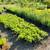 NW Native Trees & Shrubs 6 thumbnail
