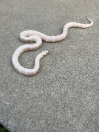 Snakes/kingsnake/milksnake (san jose east)63469805354241122