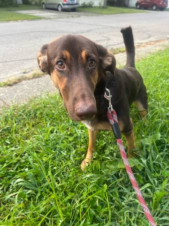1 year old german sheperd/coonhound (20.00 fee) (Miamitown)63908215833603120