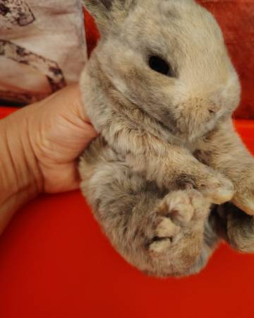 DWARF REX BUNNIES RABBITS 1