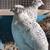 Quail - Roosters 1 thumbnail