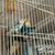Lovebird and English Budgie 3 thumbnail