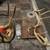 MAN CAVE . WHITE TAIL MOUNT.    ANTLERS 4 thumbnail