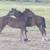 HORSES: Weanling and Yearling Colts and Fillies 3 thumbnail