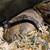 Young Degu 2 thumbnail