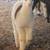 Alpacas 7 thumbnail
