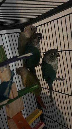 Green cheeks (San Diego)63914315168898120