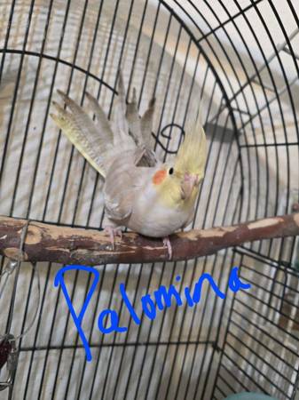 Cacatúas (Jackson)63843454878979124