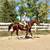 Stunning Versatile Gelding Broke to Ride, Drive & Jump 7 thumbnail