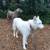 *Pet Sitting / Boarding Short Term / Long Term*Home Environment* 12 thumbnail