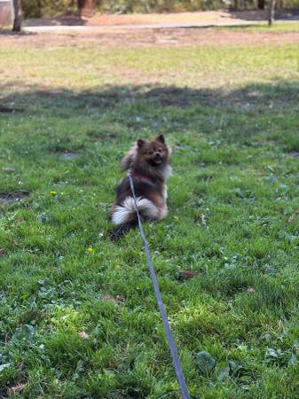Pomeranian (San Jose)63941478359171121
