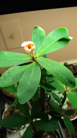 Crown of Thorns House Plant Blush - $20 (Centreville)629182403116811221