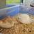 Coturnix Quail 5 thumbnail