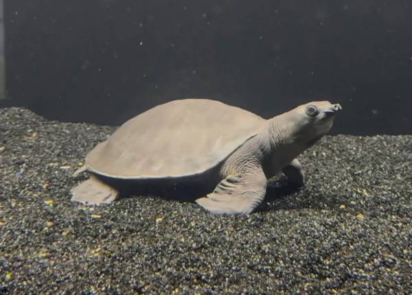 9” fly river turtle 1