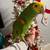 Yellow head amazon parrot 1 thumbnail