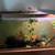 Guppies 1 thumbnail