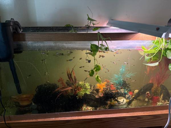 Guppies 1