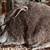 Silverfox rabbit 1 thumbnail