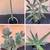 Succulents, cacti, other plants 7 thumbnail