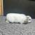 Mini lop 2 thumbnail