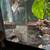 6” Pleco fish for sale 3 thumbnail