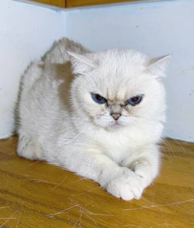 White British Shorthair Cat63690154419713123