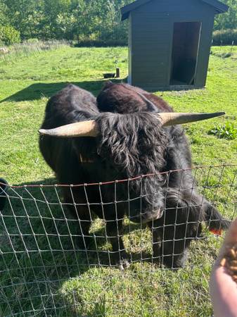 Vaca y toro de las tierras altas disponibles para reubicación (Stanwood)63853650684291121