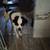 St Bernard 2 thumbnail