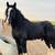 APHA broodmare - bred to a purebred shire 8 thumbnail