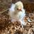 Silkie chicks 3 thumbnail