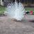Peacocks/ peahans breeding  age 10 thumbnail