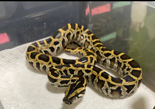Male Burmese Python 1