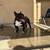 French bulldog Male 1 thumbnail