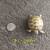 Russian  tortoise  hatchlings!  x 2 2 thumbnail