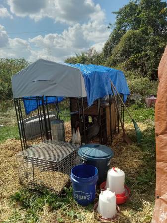 Chickens need rehomed fast (Chillicothe)63899549490946120