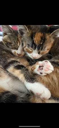 2 7 month old kittens (Oceanside)63894602173827120