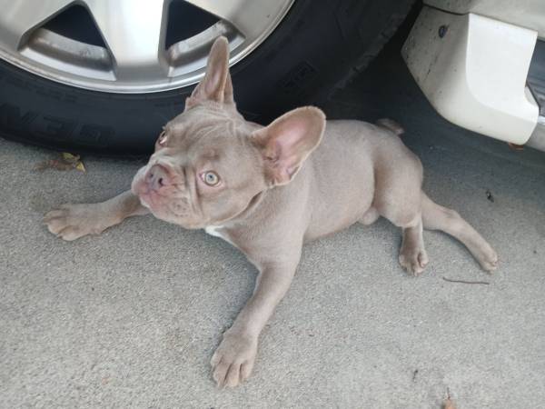 Male Isabella Frenchie 1