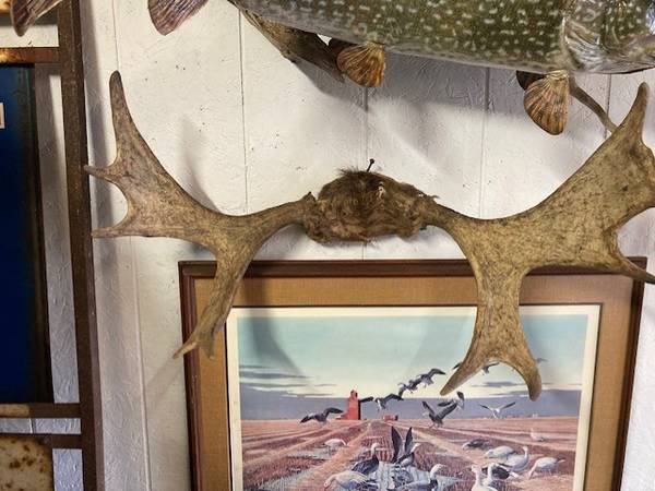 Moose Antlers Taxidermy 1