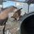 Handsome Nigerian dwarf buck 6 thumbnail