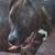 Puppies for sale 7 thumbnail