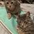 Cats 3 thumbnail