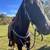 Black Gaited Gelding 8 YEAR OLD ❤️ Solid Trail Horse. 19 thumbnail