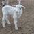 bottle baby's sheep 3 thumbnail