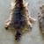 Raccoon Skin Pelts - 6 available - $20 ea or 6/$75 7 thumbnail