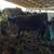Angus breeding bulls 2 thumbnail