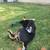 German Shepherd mix needs rehoming (Downey) 6 thumbnail